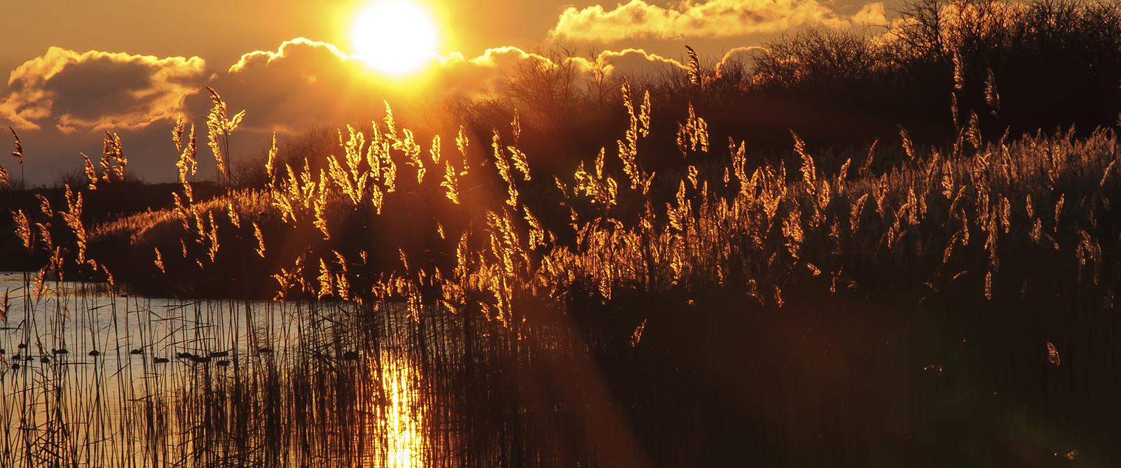 Zonsondergang achter bomen, met een rustige plas water waar eenden zwemmen en riet zachtjes wuift in de avondbries.