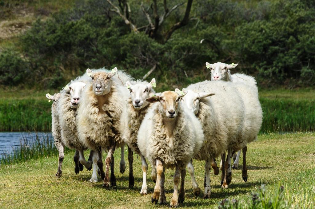 Kudde schapen die AWD binnen loopt