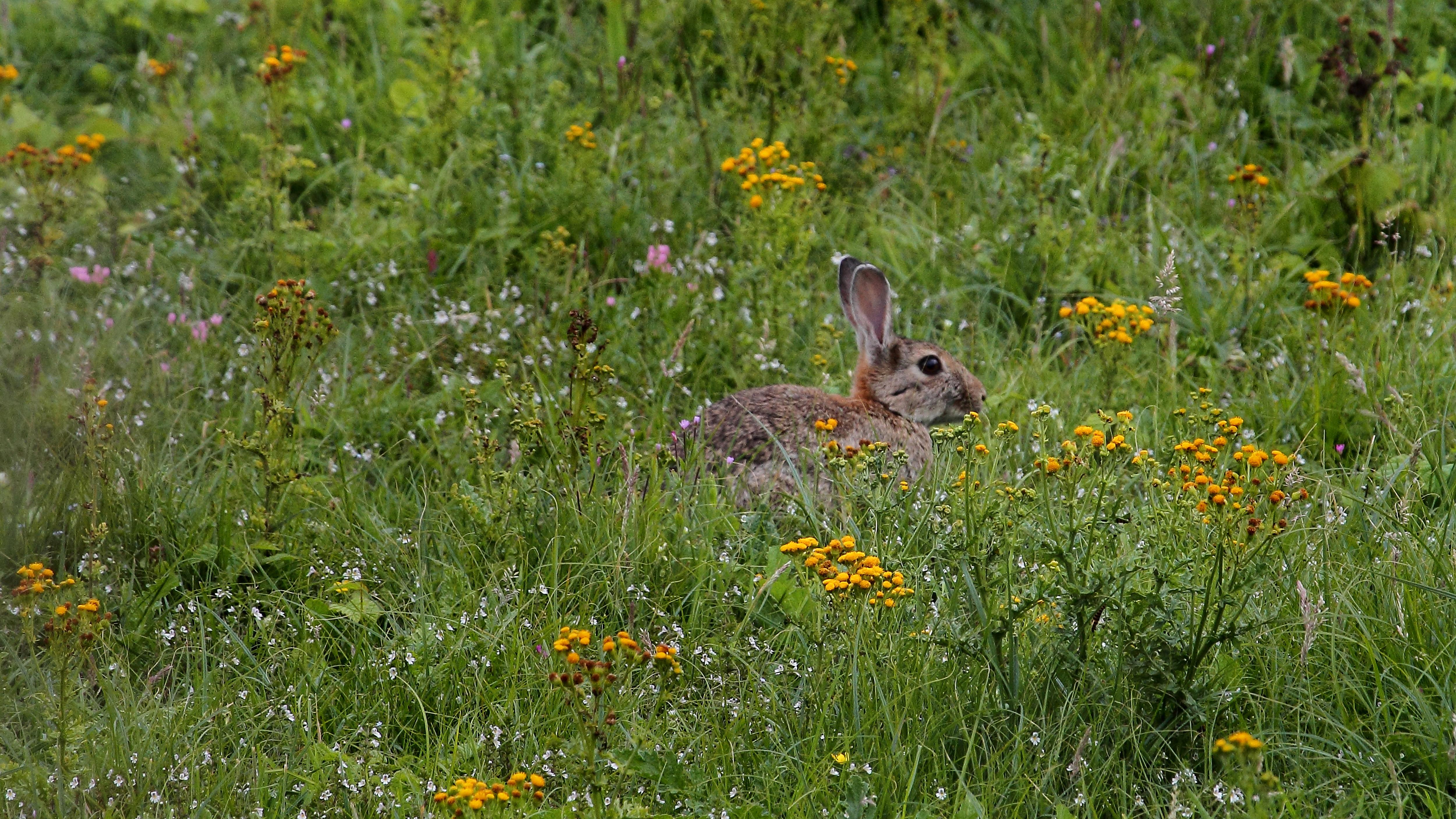 Een konijn in grasland tussen bloeiende kruiden met geel en roze bloemen
