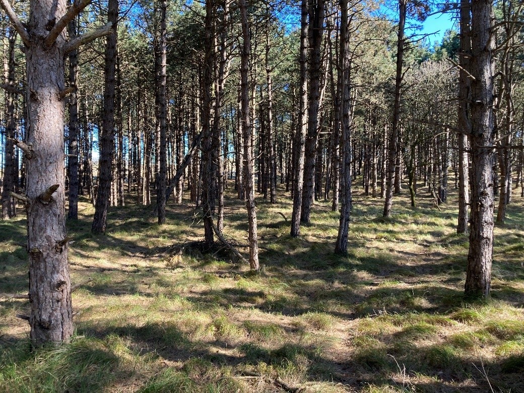 Doorkijkje in een naaldbos
