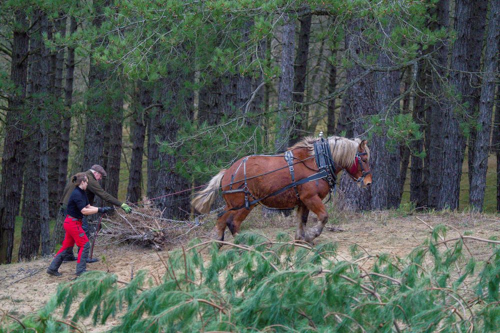 Bosbeheer met paardenkracht