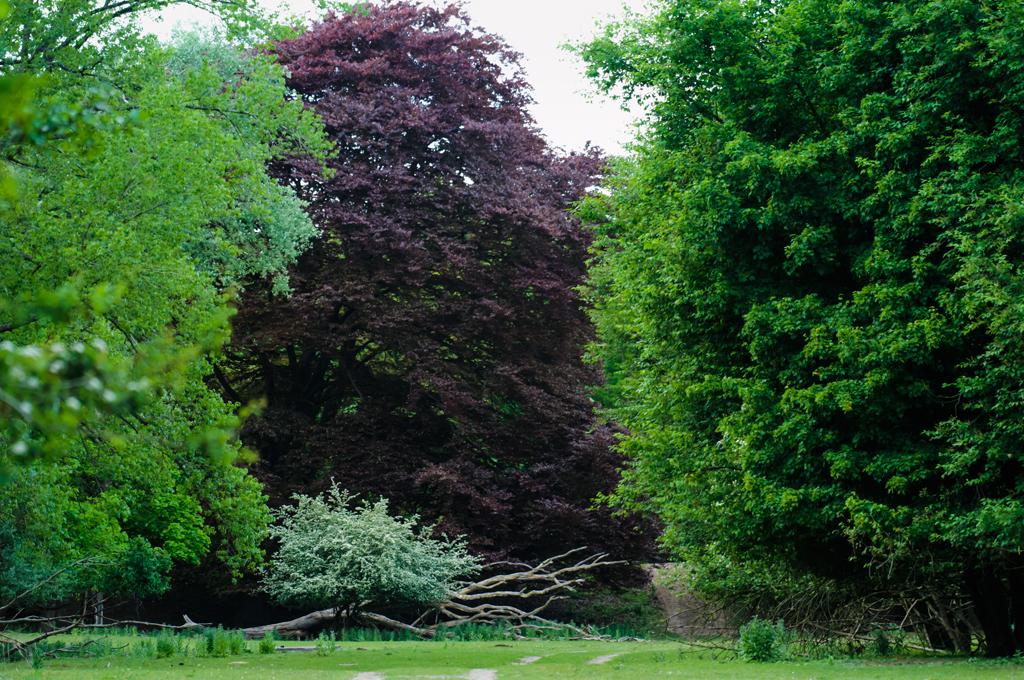 Gevarieerde bomen op een rij met prominent een rode beuk
