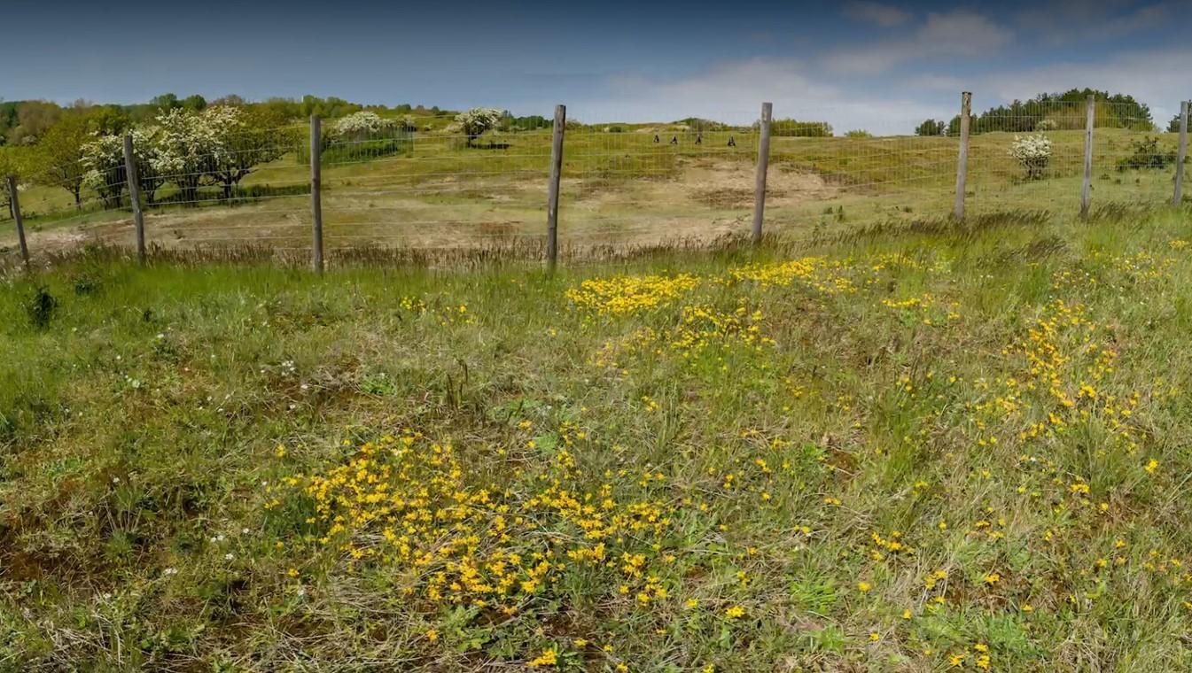Verschil in flora binnen en buiten exclosure