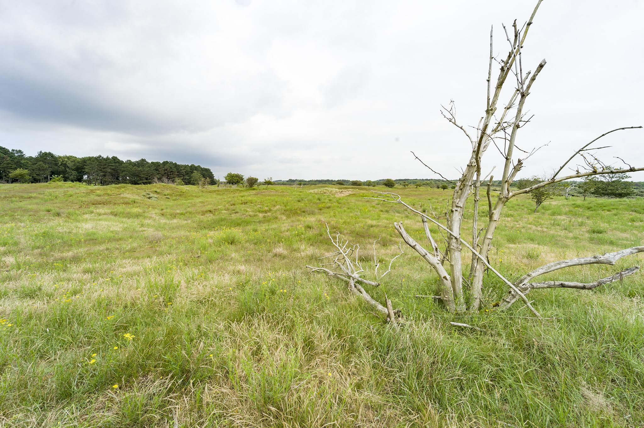 Vergrassing op het Middenveld