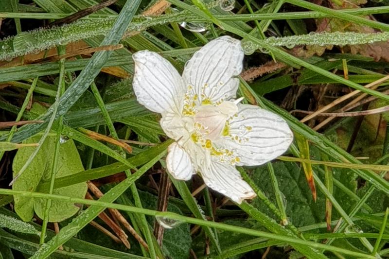 Detail van de bloem parnassia.