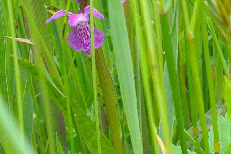 Lilakleurige rietorchis tussen het groene riet.