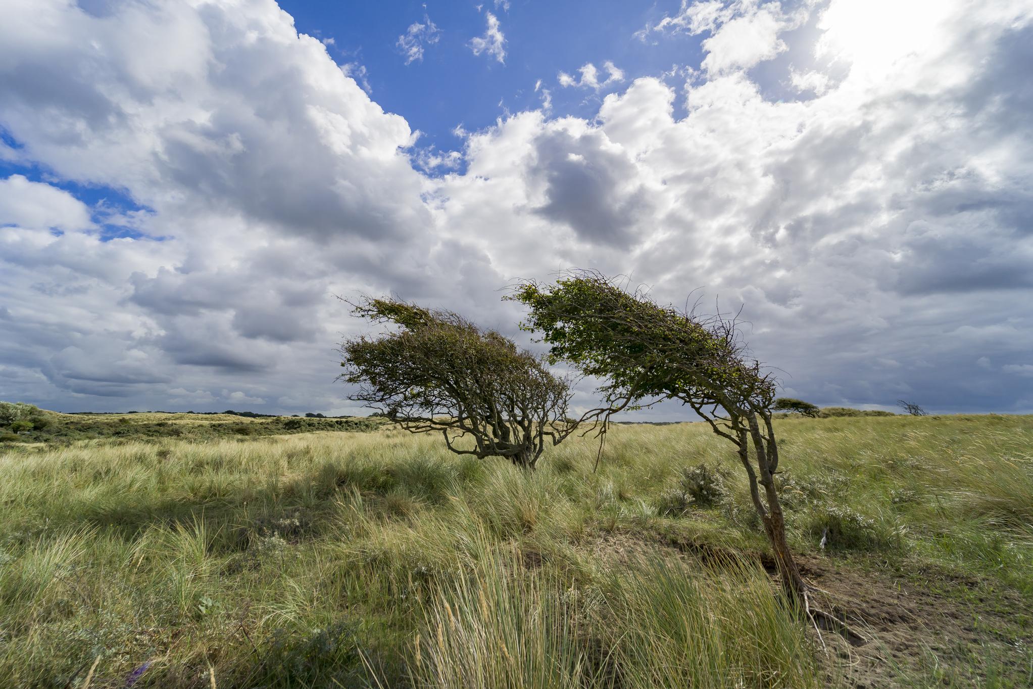 Scheefgegroeide bomen op het Zeeveld