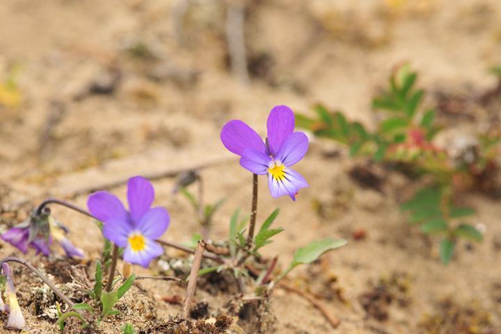 Viooltjes op Haasvelderduinen