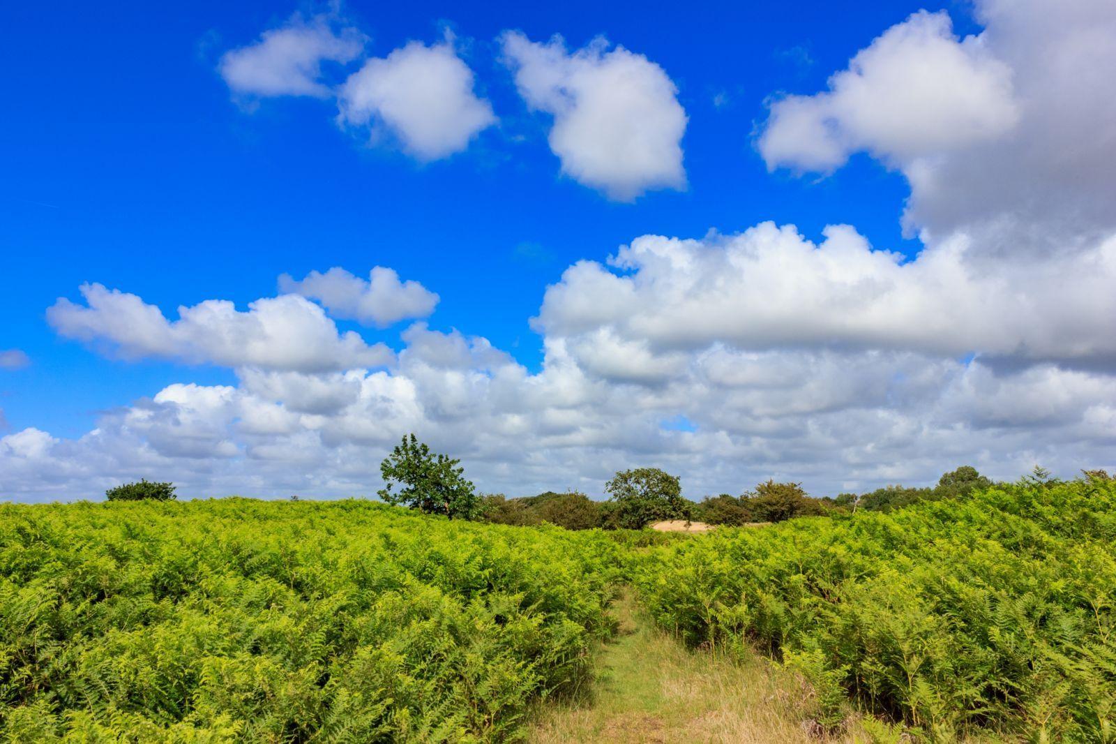 Landschap met adelaarsvarens