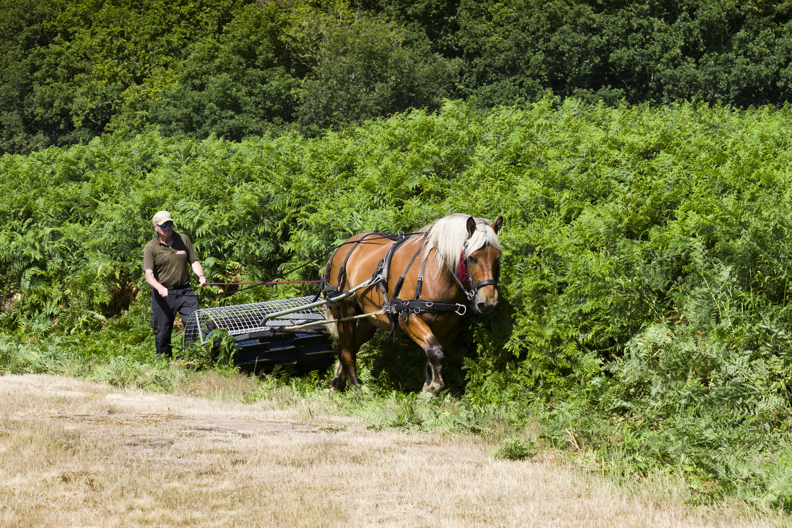 Paard aan het werk bij het bestrijden van adelaarsvarens