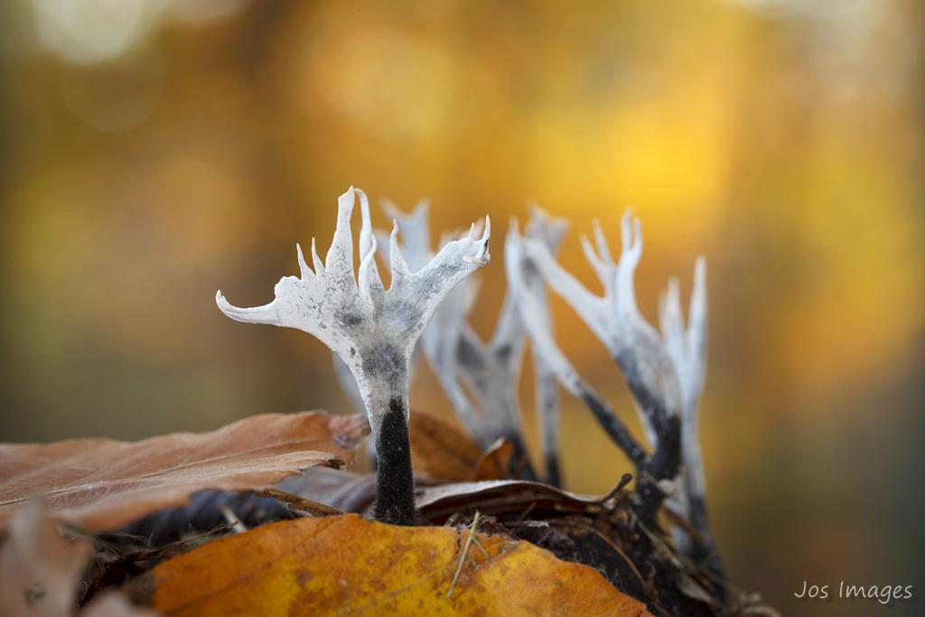 Paddenstoelen groeien tussen de bladeren in de herfst