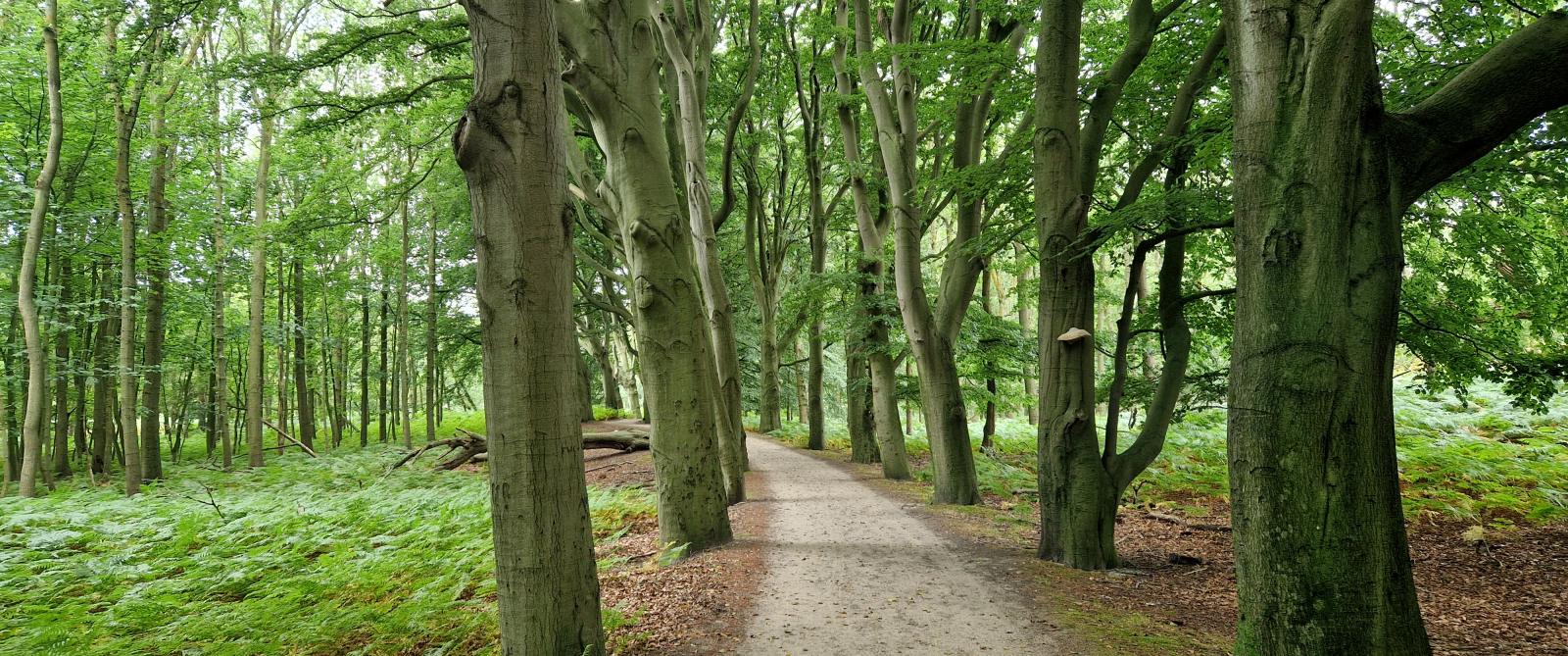 Smal zandpad tussen rijen monumentale bueken