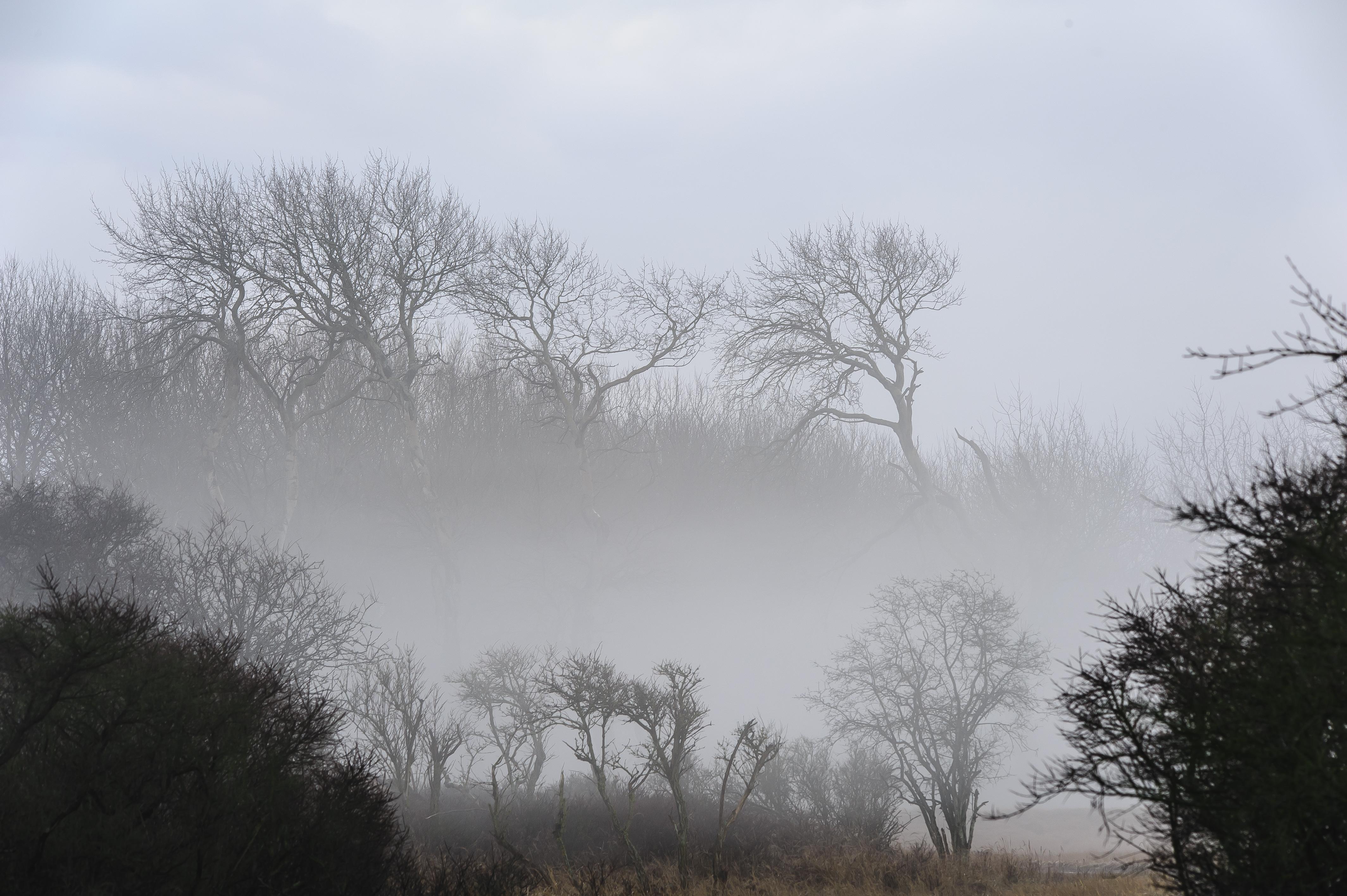 Kale bomen in de mist.