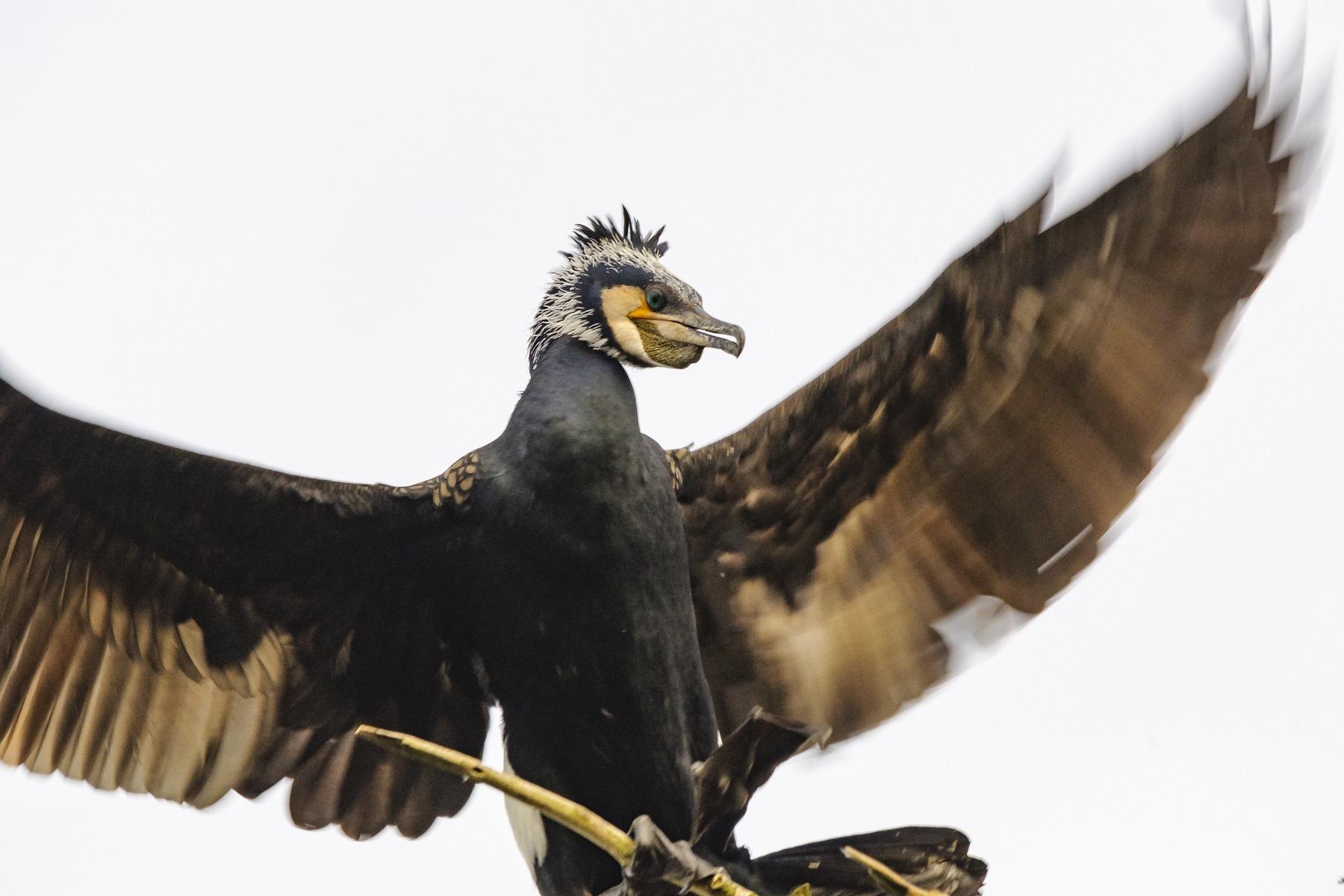 Aalscholver met gespreide vleugels in de lucht