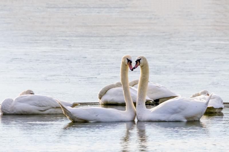 Vijf zwanen liggen slapend op het stille water, terwijl vooraan een paar zwanen rechtop staat met hun nekken in een hartvorm gebogen.