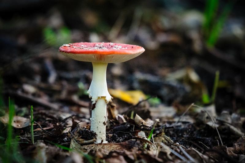 Een opvallende rode vliegenzwam met witte stippen groeit tussen gevallen bruine bladeren op de bosgrond