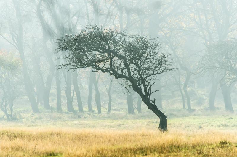 Een gele ruitorchis staat schuin temidden van laag, geel gras in een natuurlijke omgeving.
