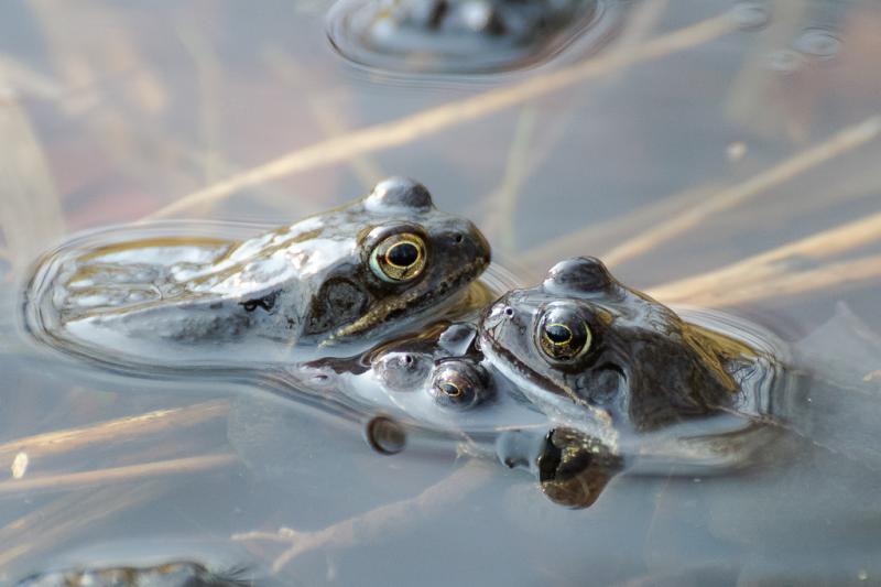 Kikkers steken met hun kop uit het water