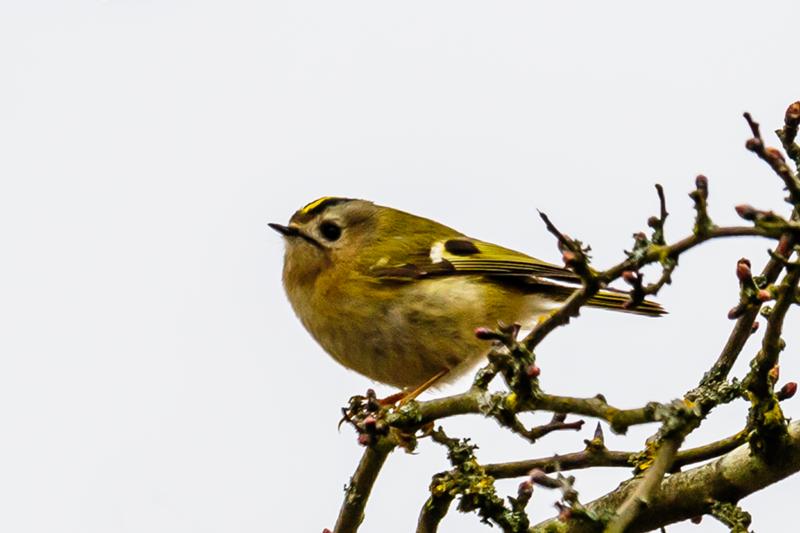 Vogel met felgele streep op de kop, het goudhaantje, op een tak.