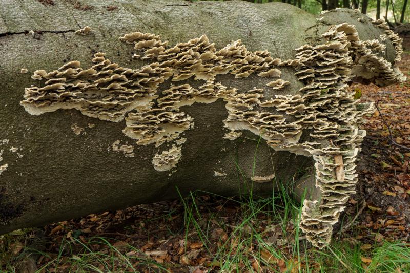 Kleurrijke waaiertjes (trilhaarpaddenstoelen) groeien in lagen op een omgevallen boomstam