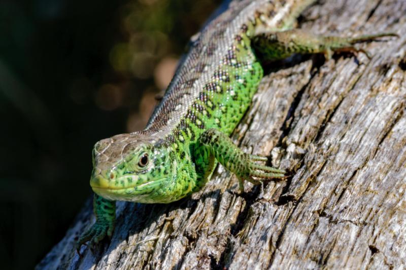 Een close-up van een zandhagedis die op een ruwe boomstam zit