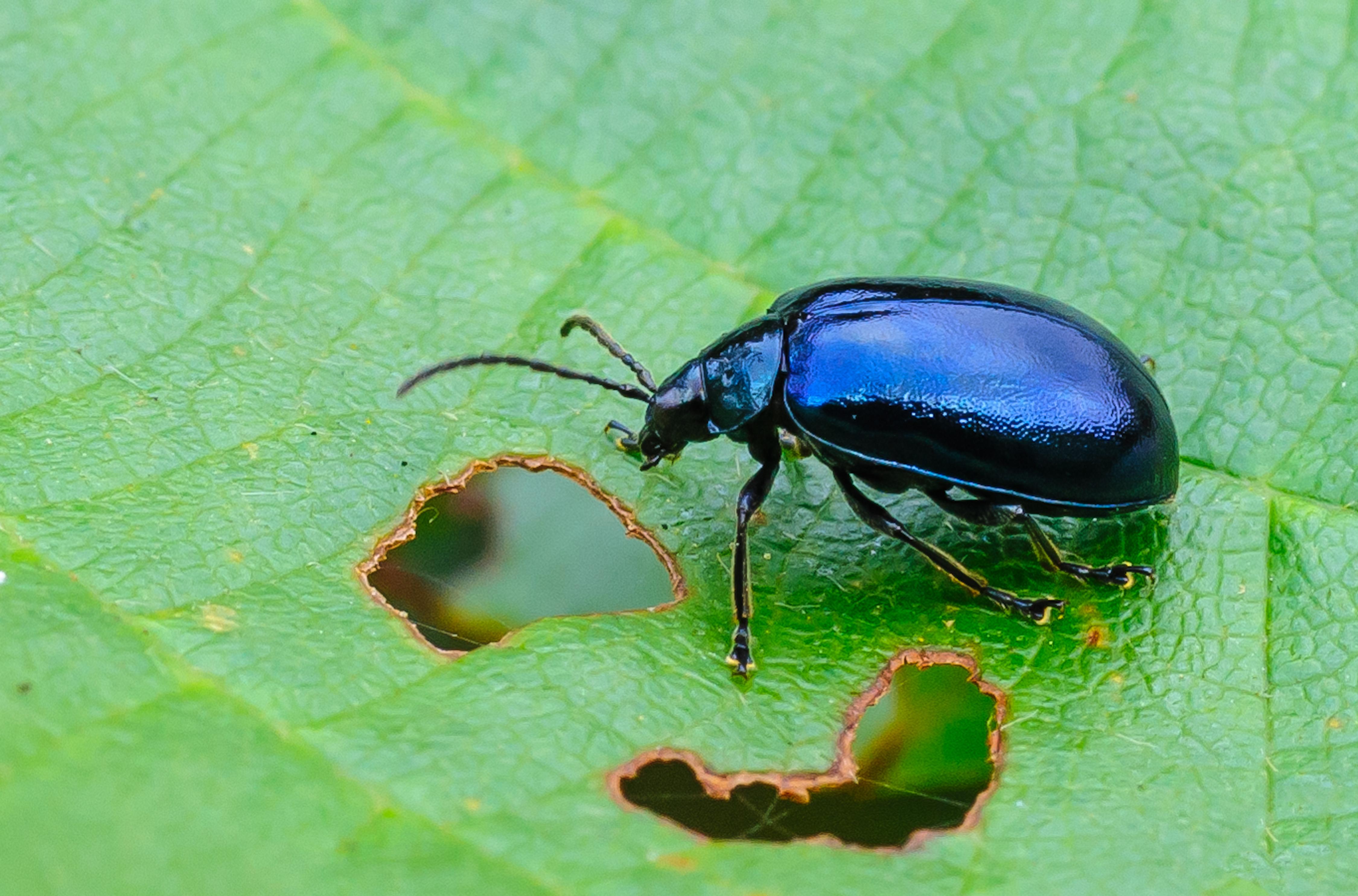 Elzenhaantje donkerblauw kevertje etend op een groen blad