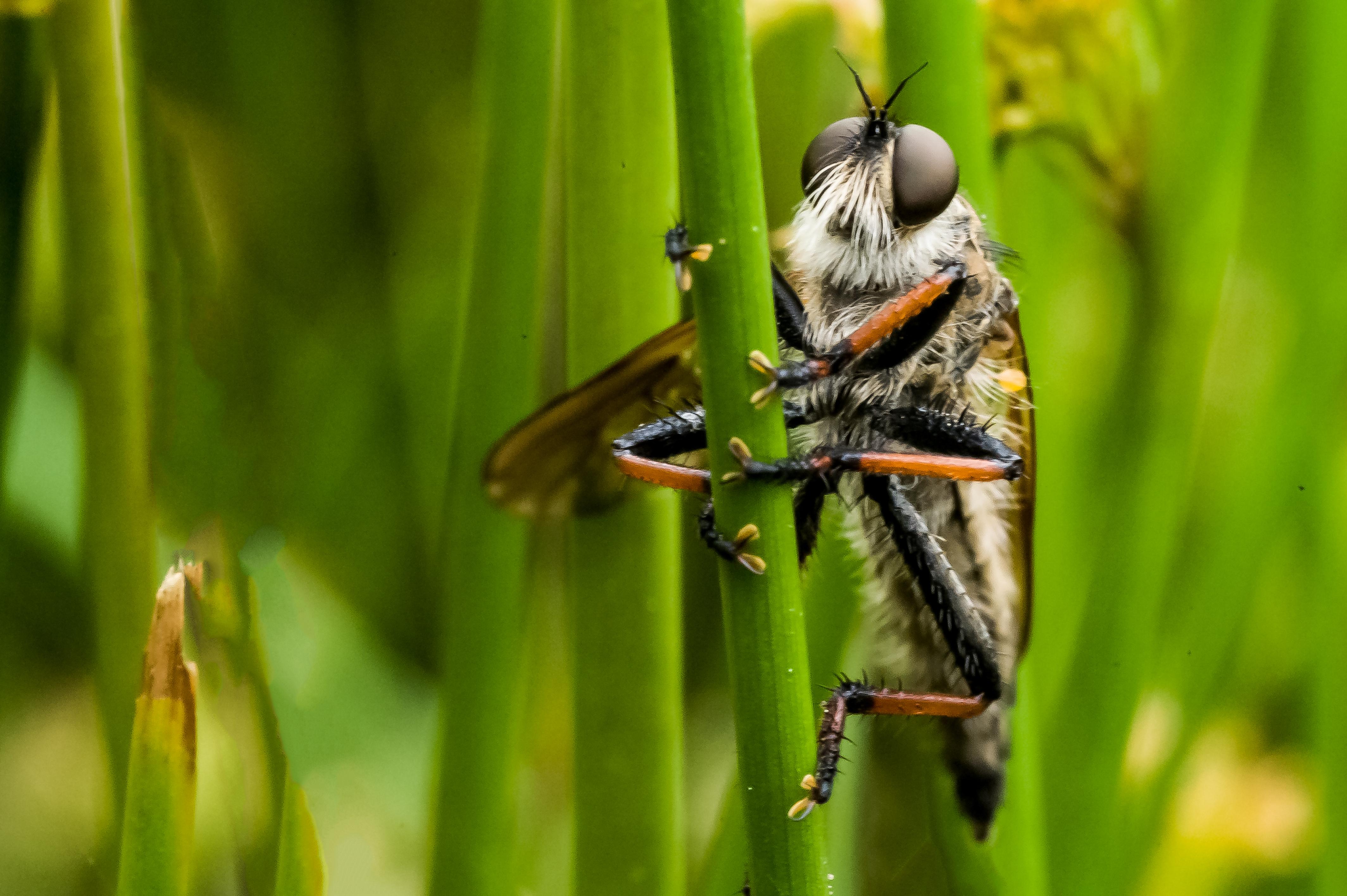 Detailfoto van een roodpoot roofvlieg op een groene stengel