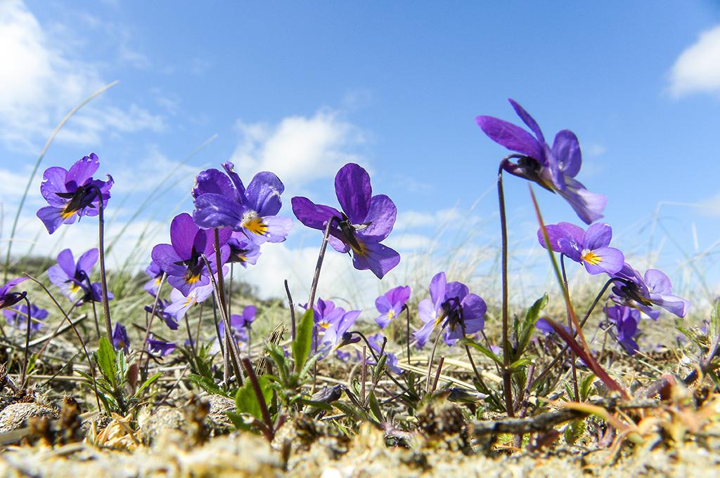 Veld met duinviooltjes met ertussen hertenkeutels