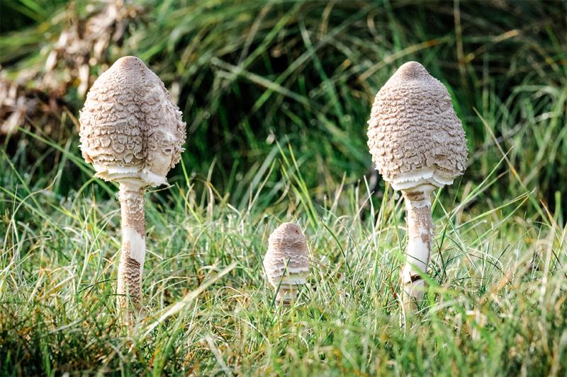 Meerdere kleine paddenstoelen steken uit het groene gras, omgeven door dauw en vochtige bodem.