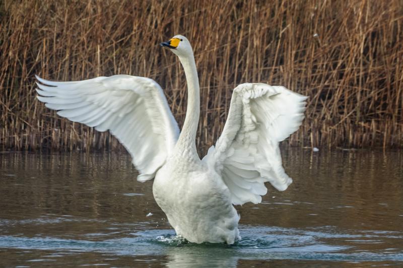 Een zwaan staat in het water en slaat krachtig met zijn vleugels, waarbij waterdruppels in de lucht vliegen.