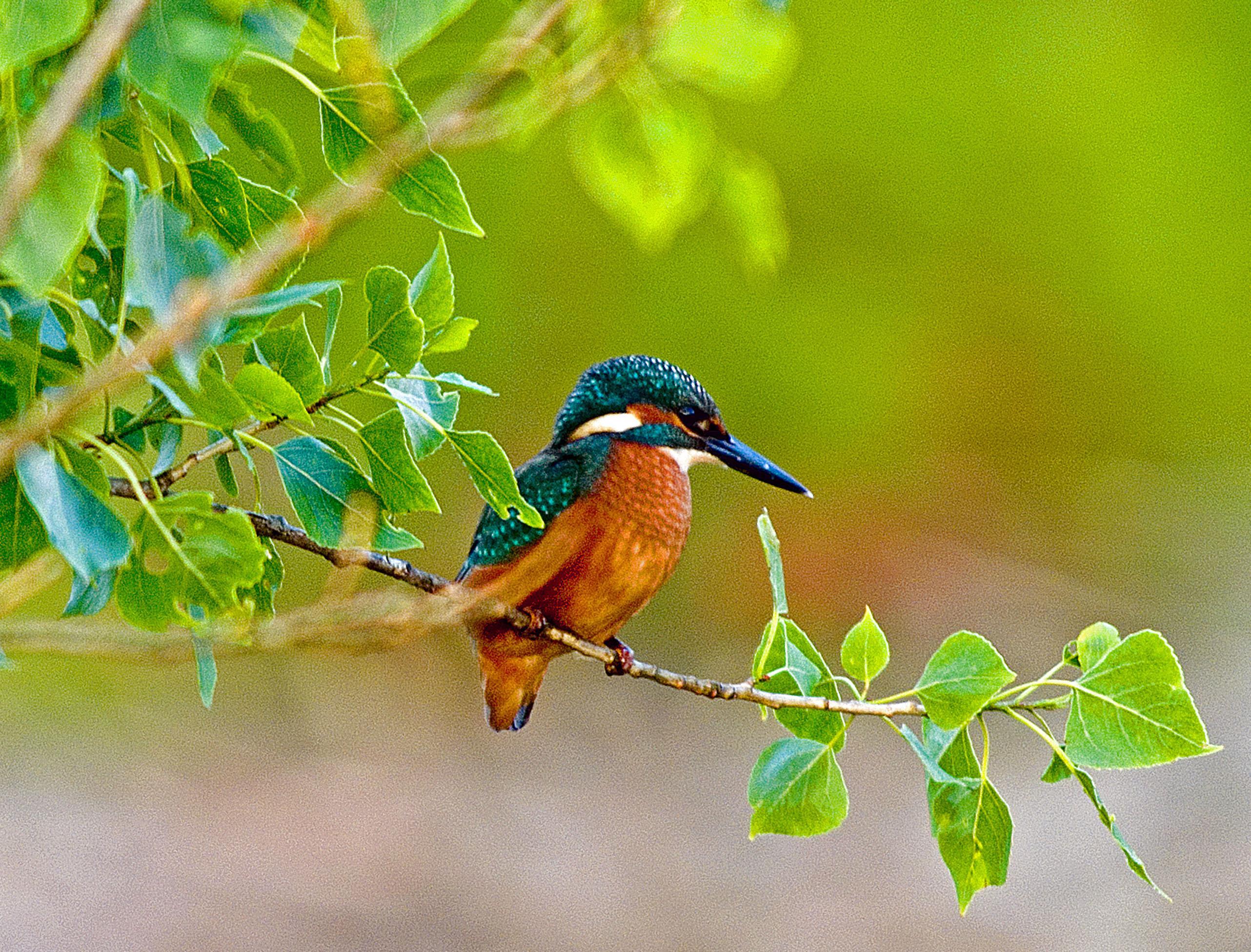 IJsvogel op een tak.