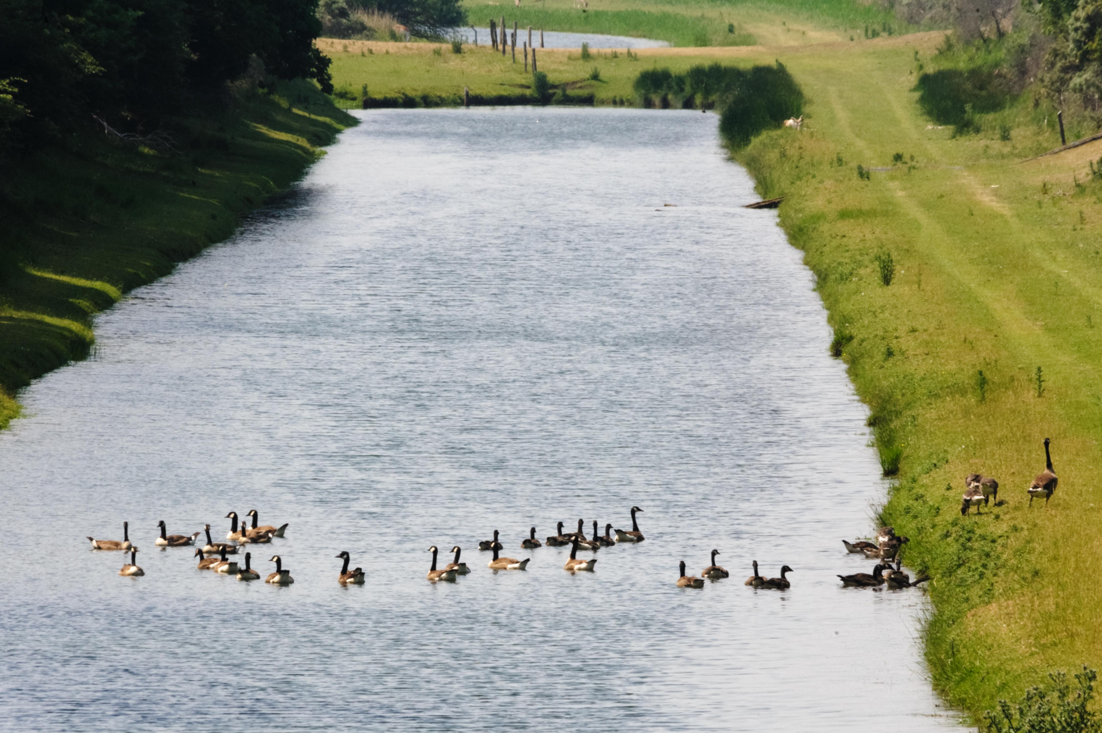 Kanaal met overstekende ganzen in het water.