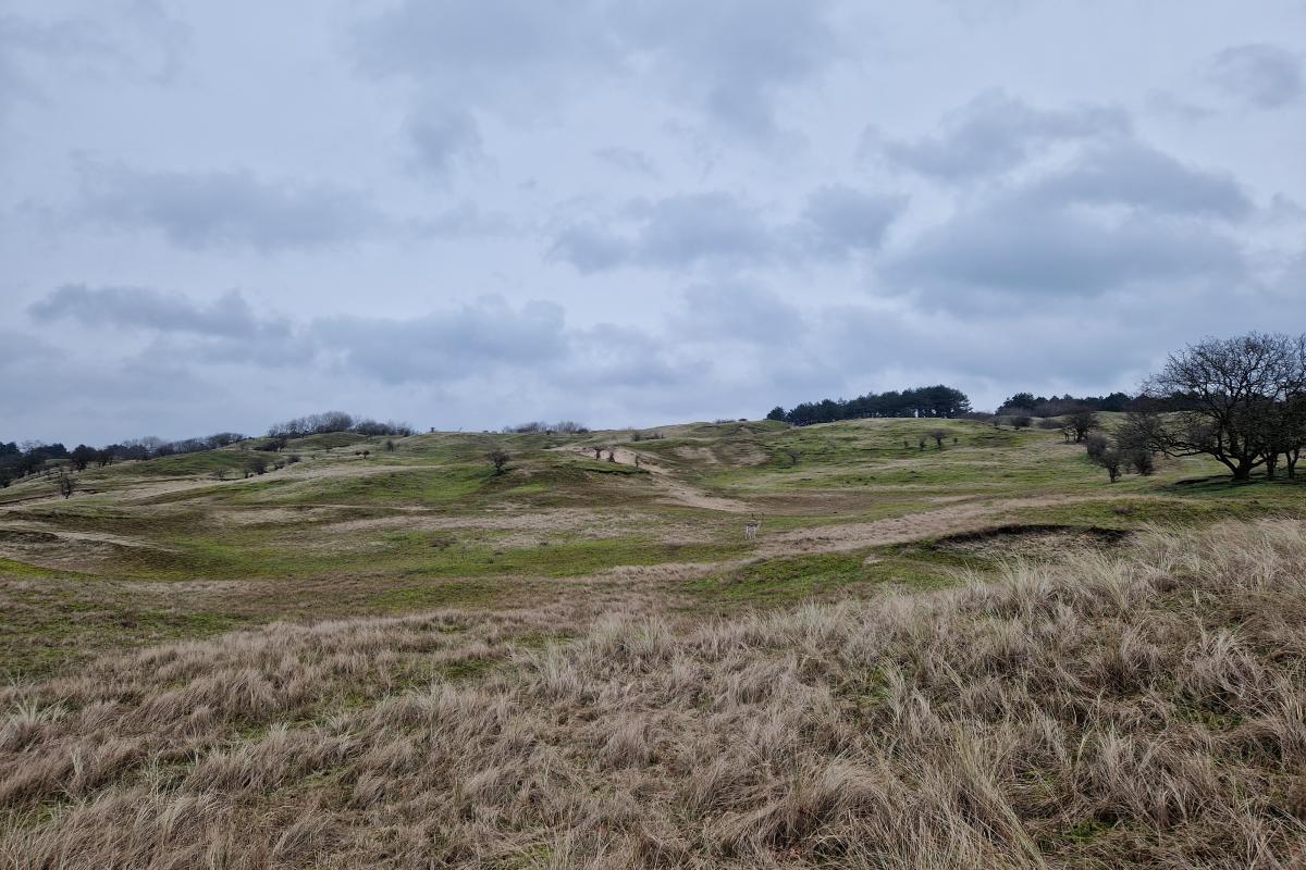 Overzichtsbeeld duingebied Rozenwaterveld