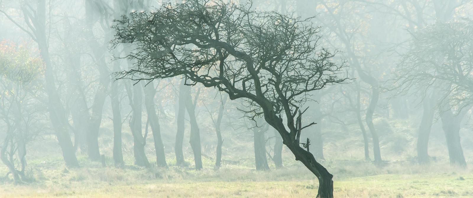 Scheve boom zonder blad staat alleen op een mistig duingebied.  