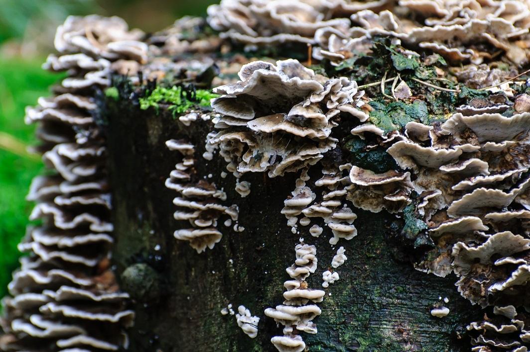Detailbeeld van paddenstoelzwammen op een boomstam.