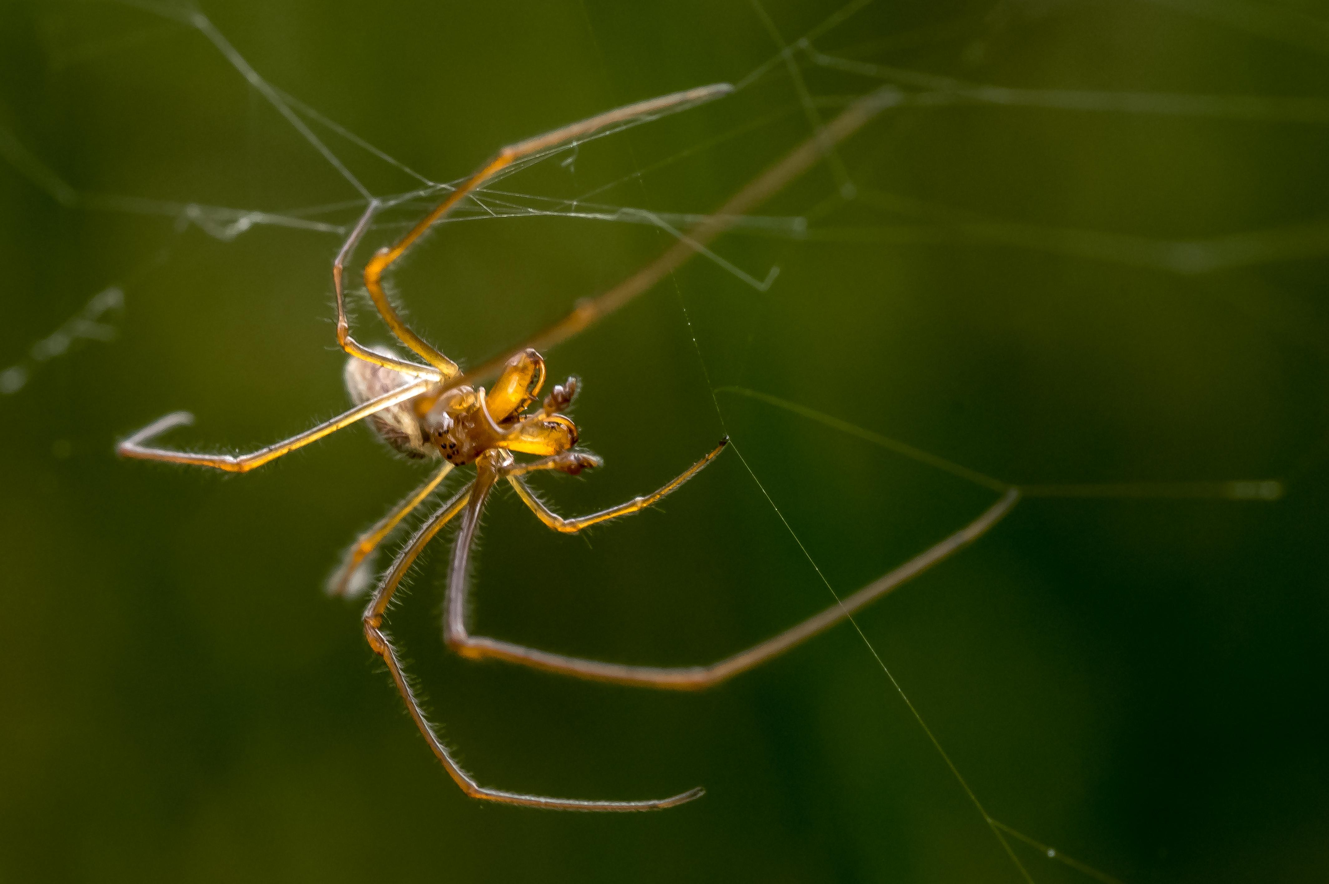 Goudkleurige spin in een spinnenweb.