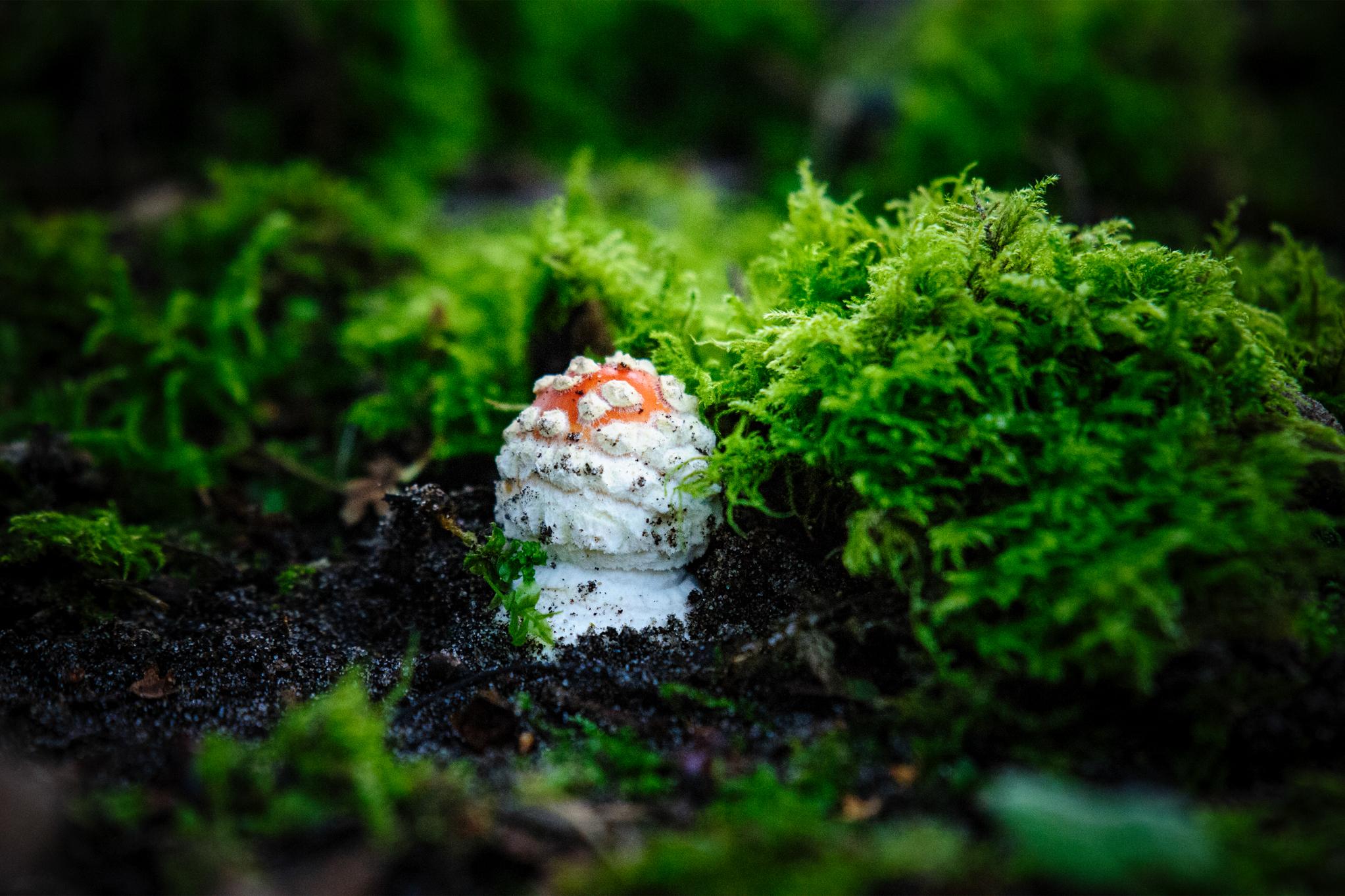 Rood met witte stippen vliegenzwam tussen groen mos