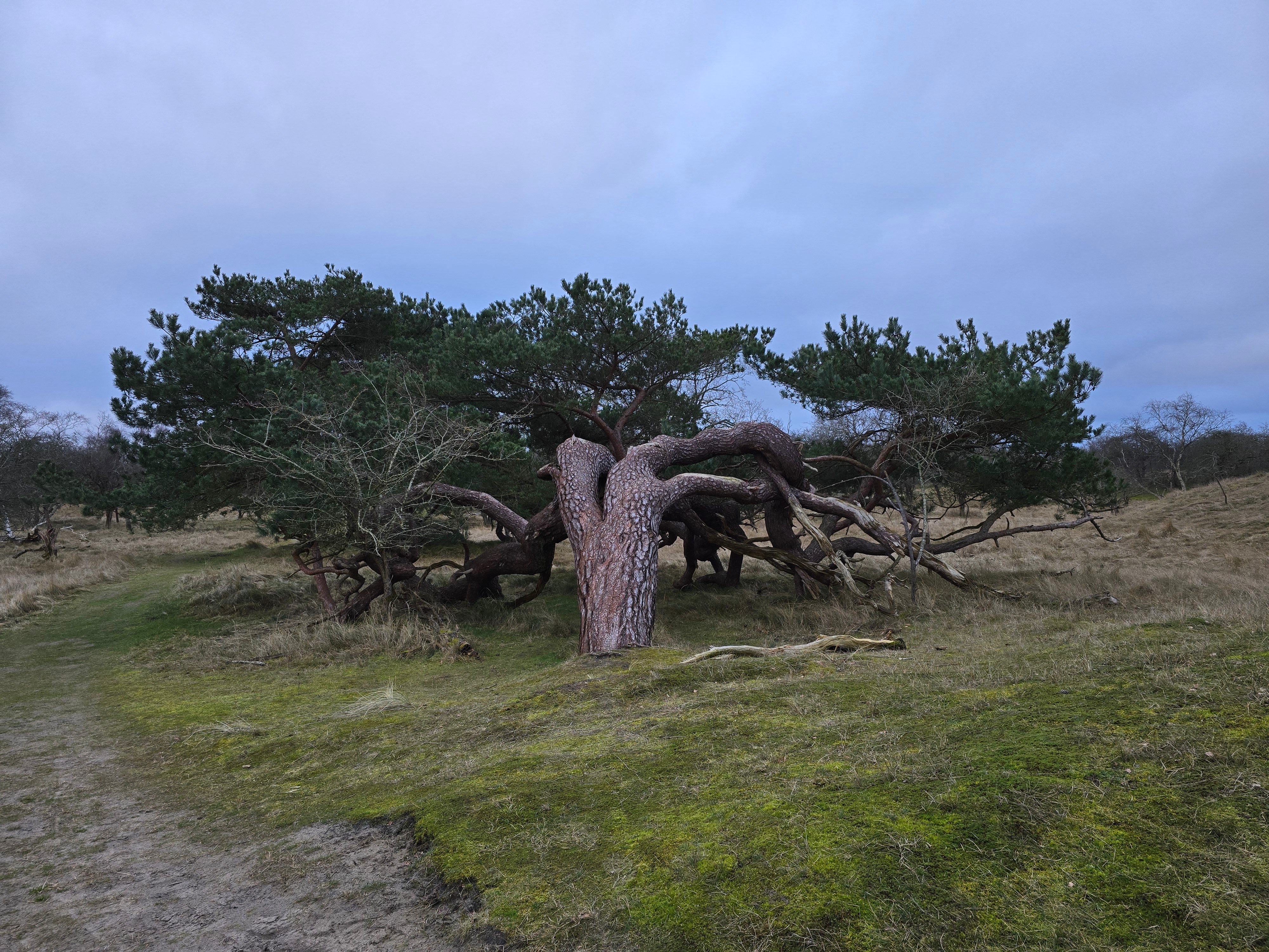 Omgebogen en vertakte grove den
