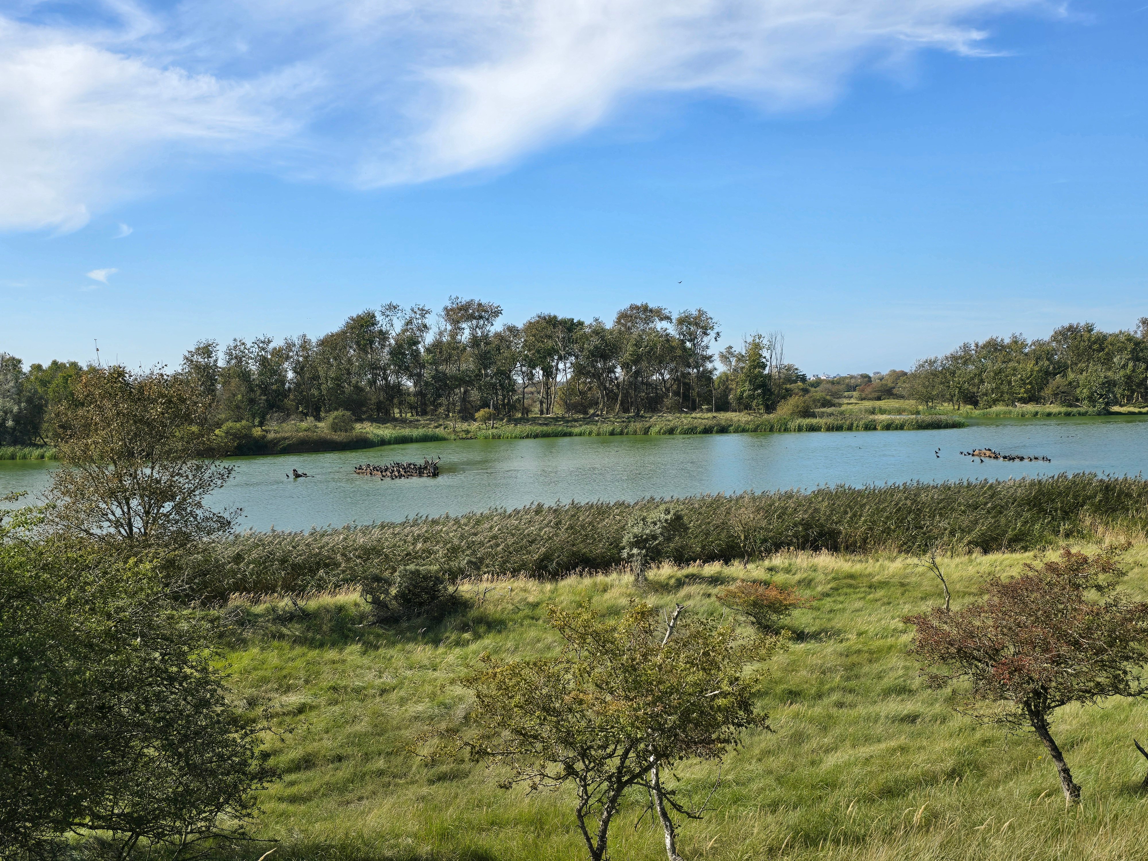 Uitkijk op de waterplas Renbaanveld, met eilandjes waar aalscholvers op uitrusten.