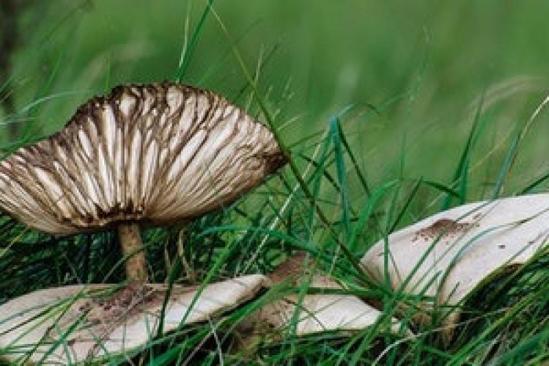 Onderzijde van de hoed van een paddenstoel met de lamellen