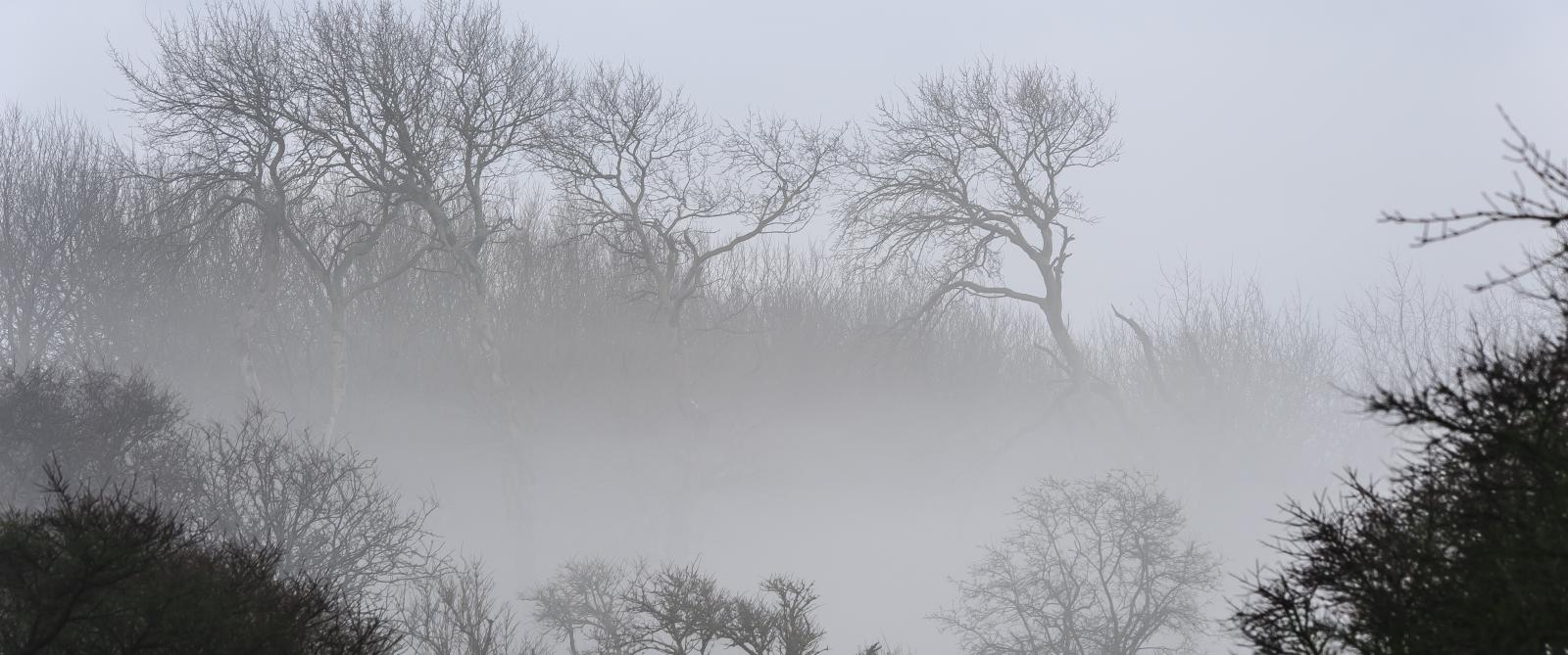 Bomen met op de achtergrond mist. 