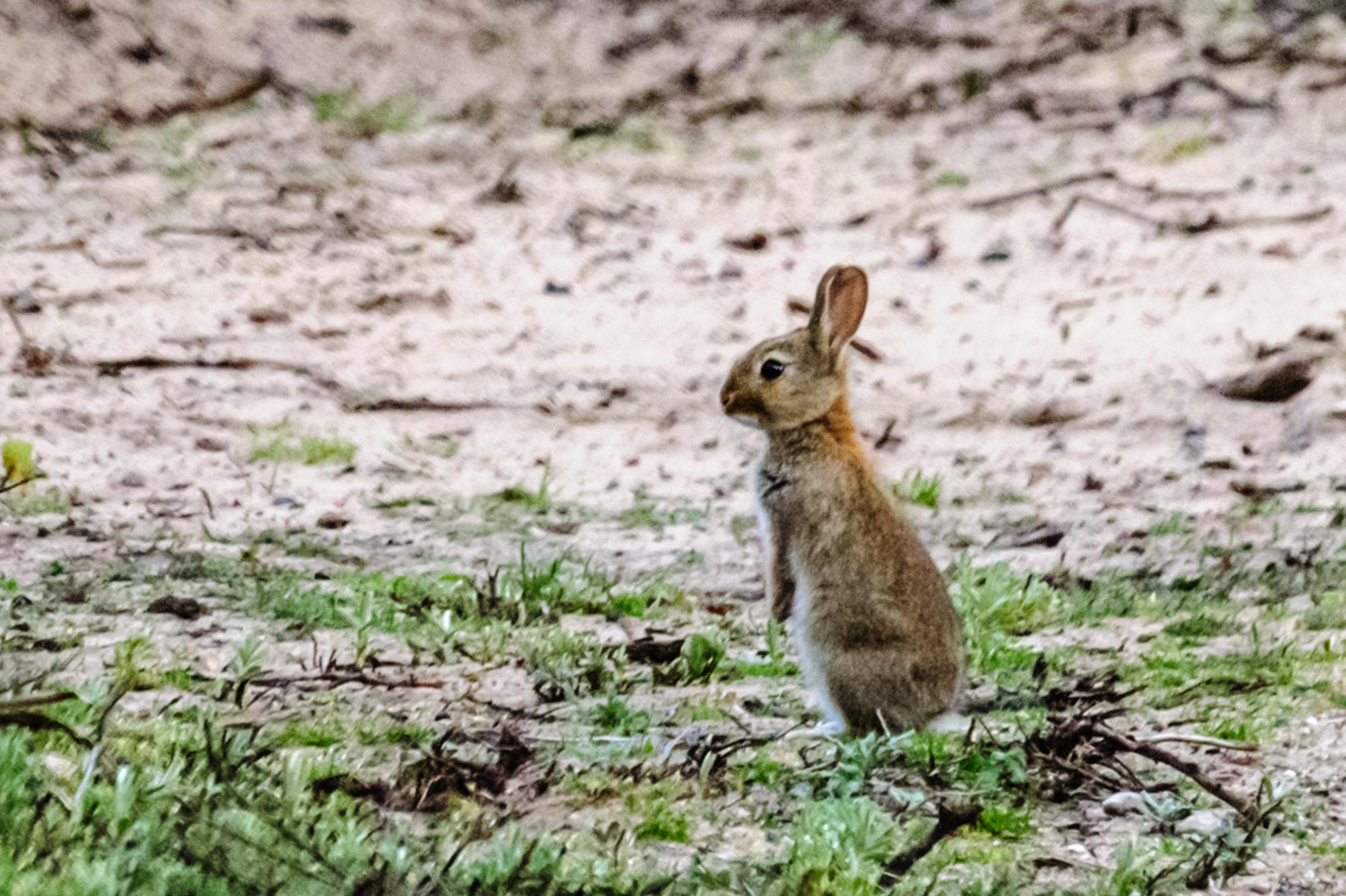 Konijntje alert op de uitkijk in een open veld