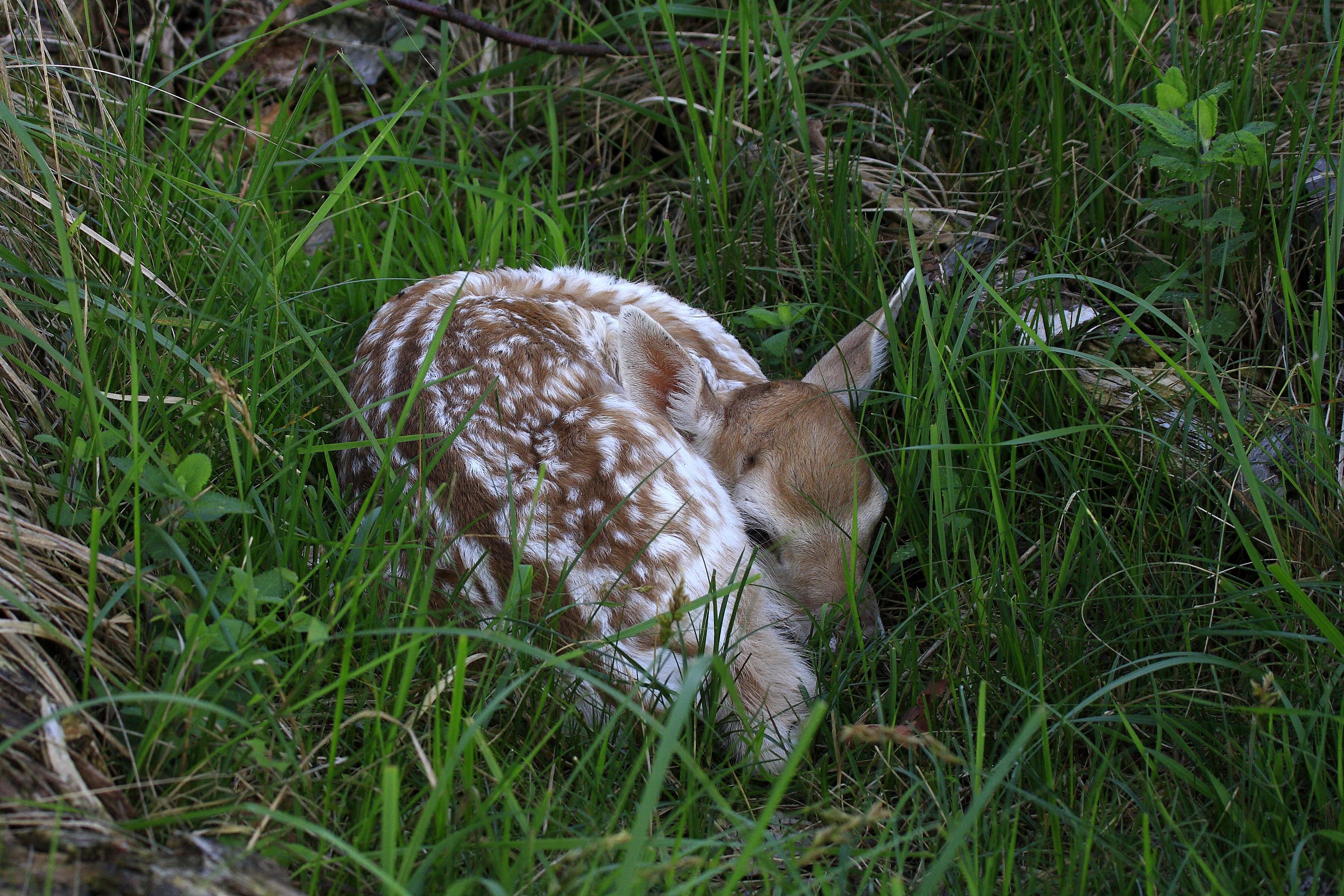 Hertenkalfje rustend in hoog gras