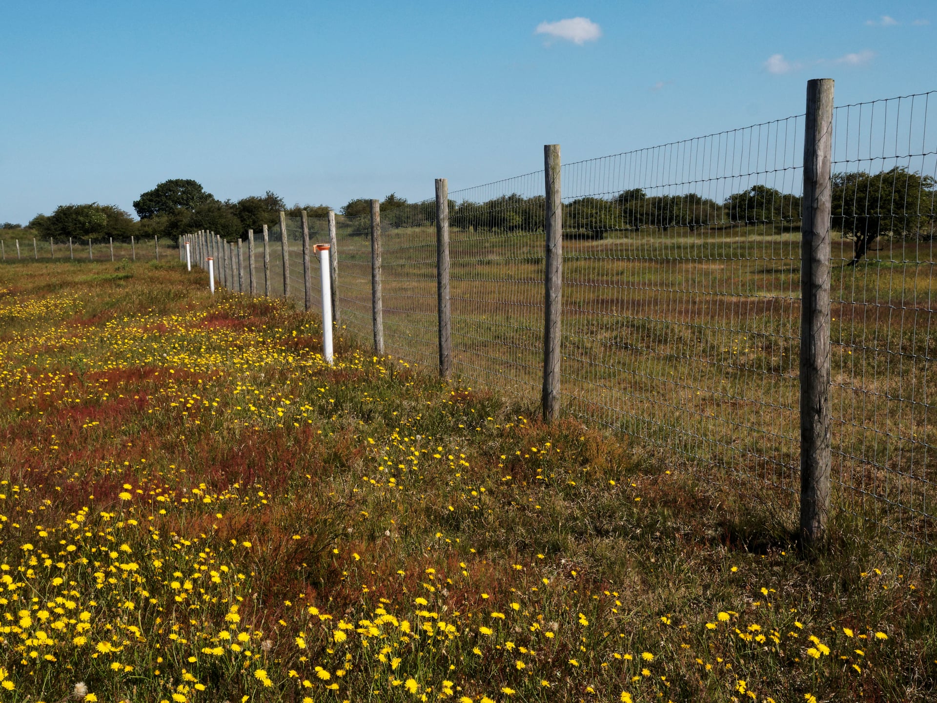 Verschil in begroeiing binnen en buiten de exclosure
