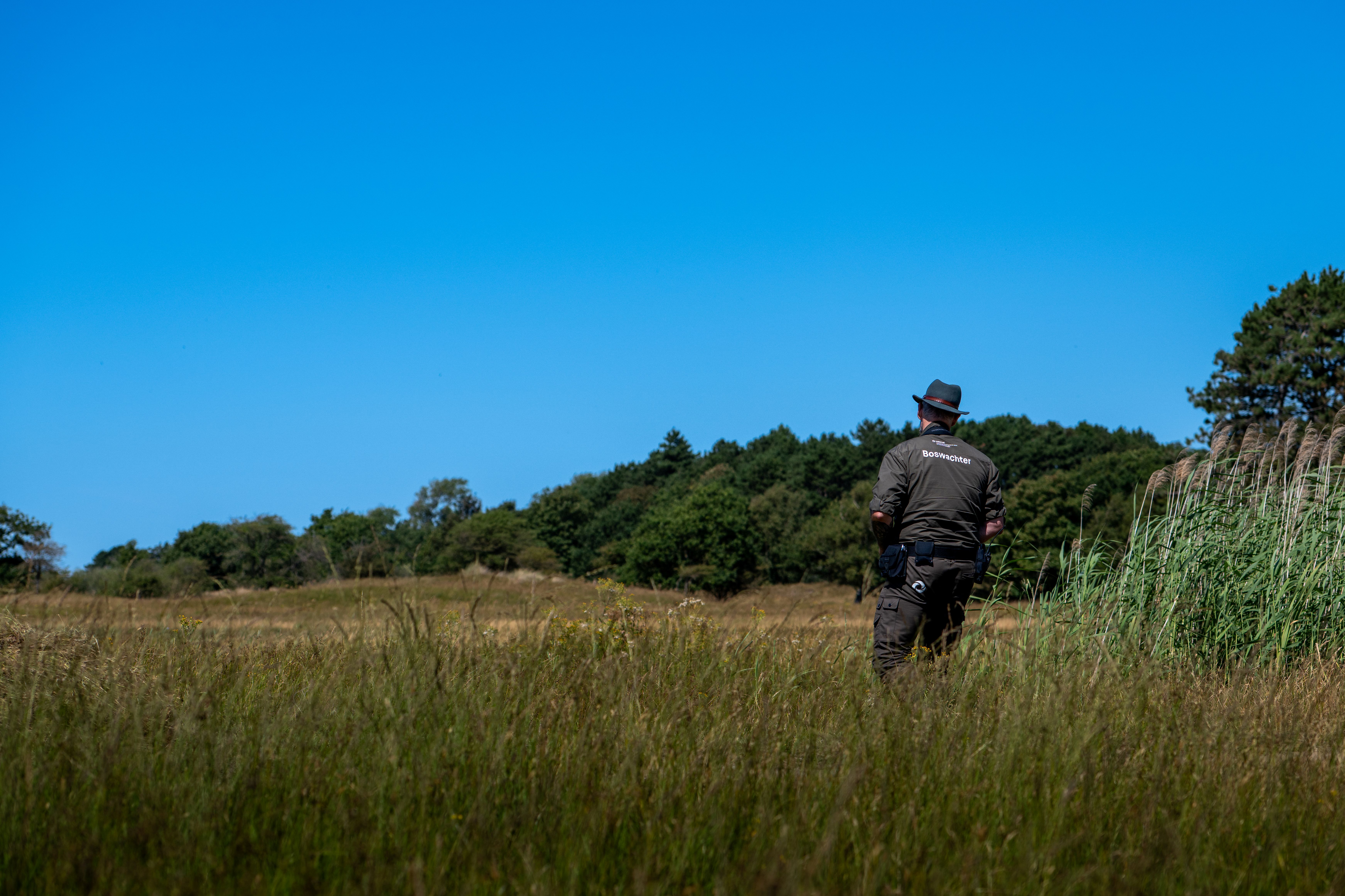 Boswachter loopt in het duinlandschap, weg van de camera 