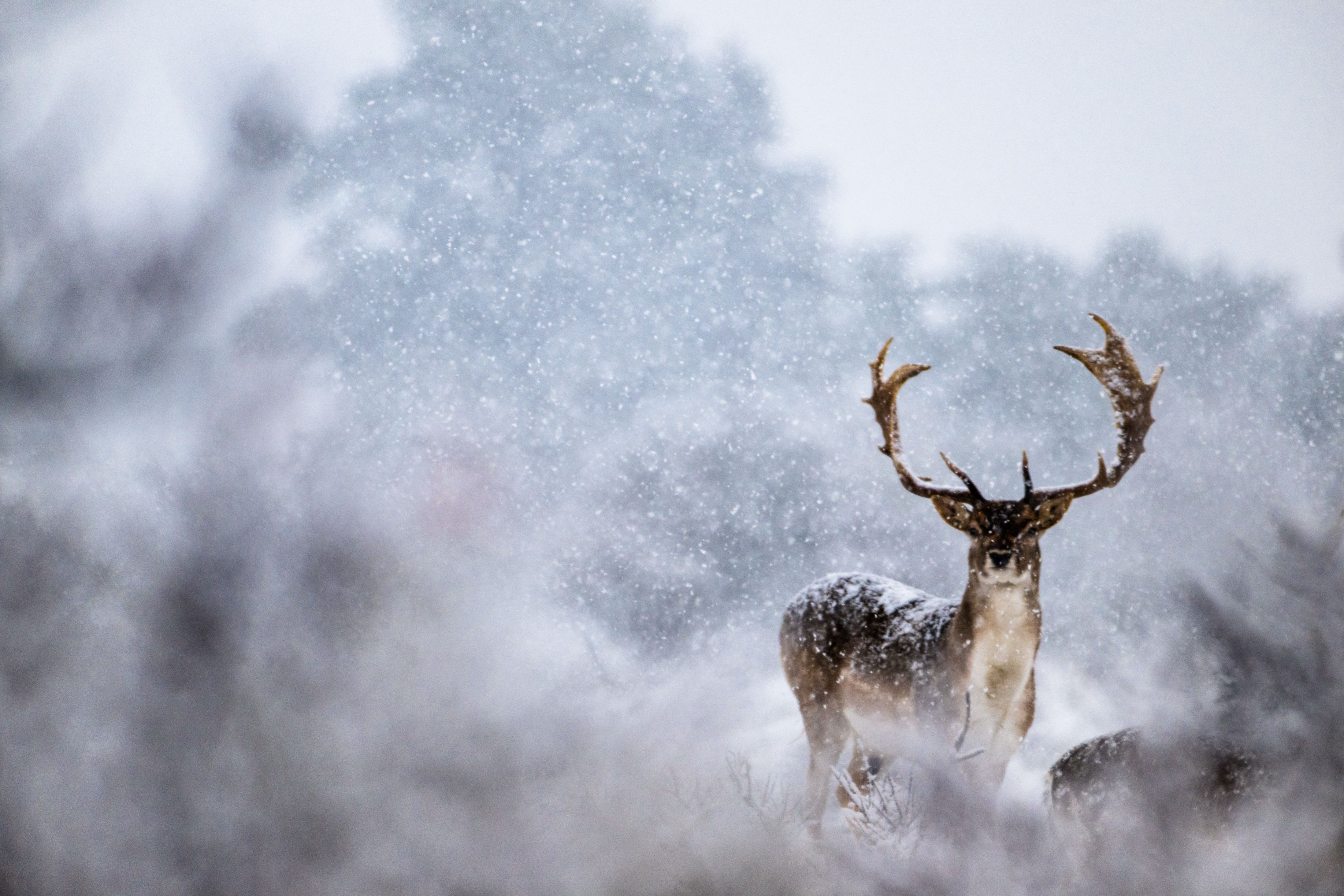 Damhert in een sneeuwbui