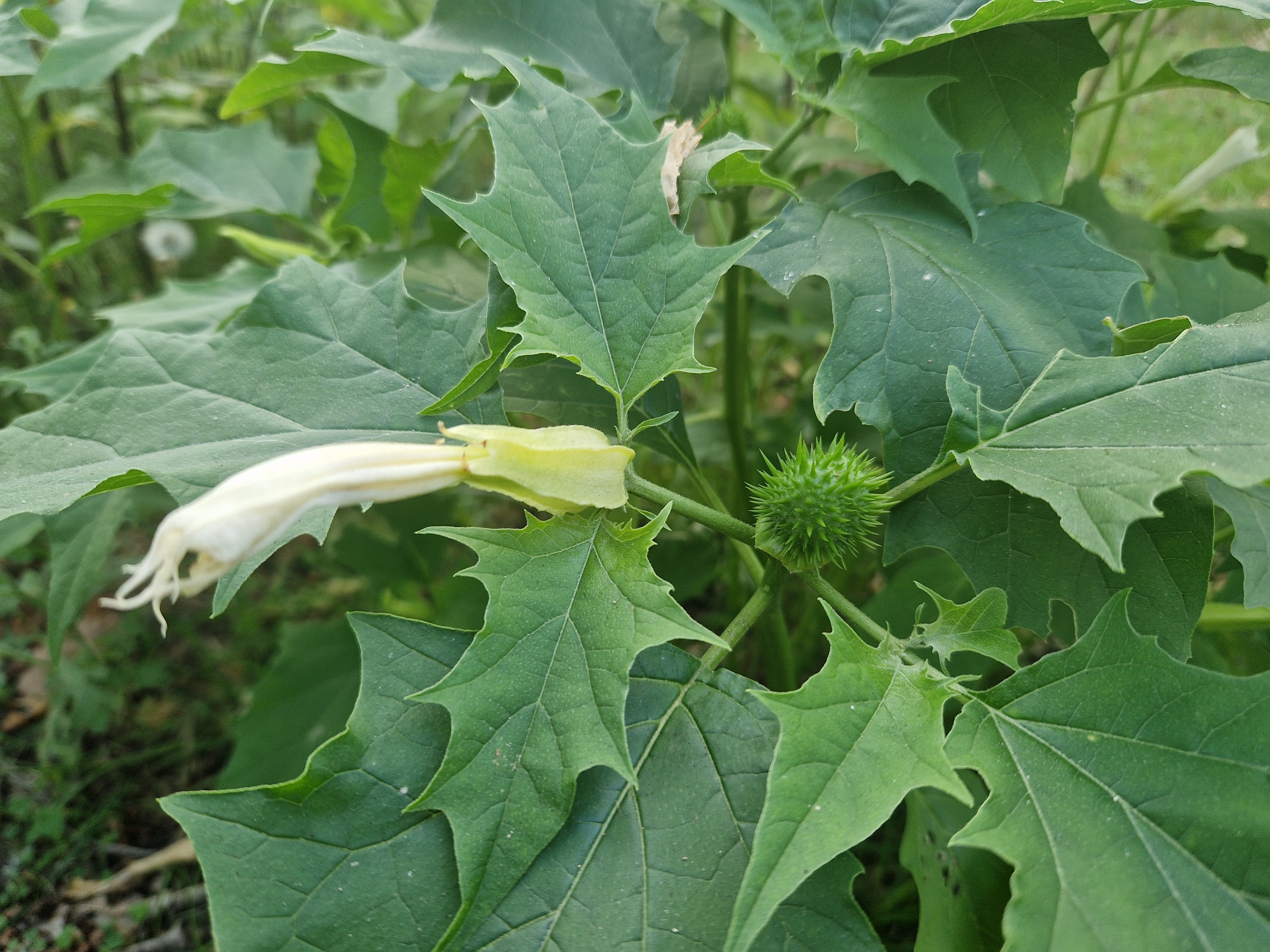 Doornappel met uitgebloeide bloem en lichtgroene bolster