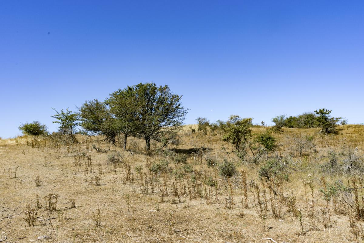 Droog duinlandschap