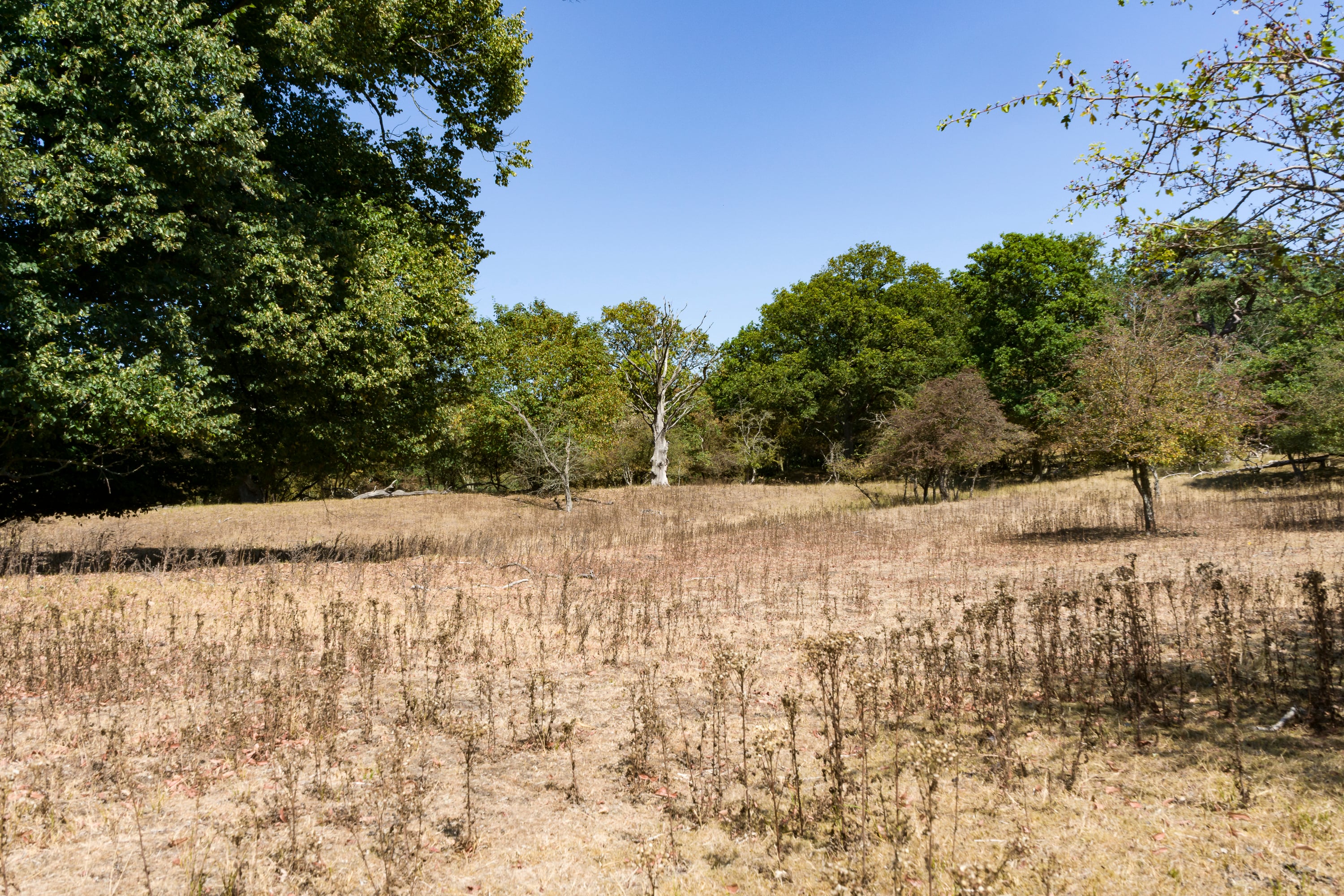 Dor gras en dorre blaadjes met een verhoogd natuurbrandrisico