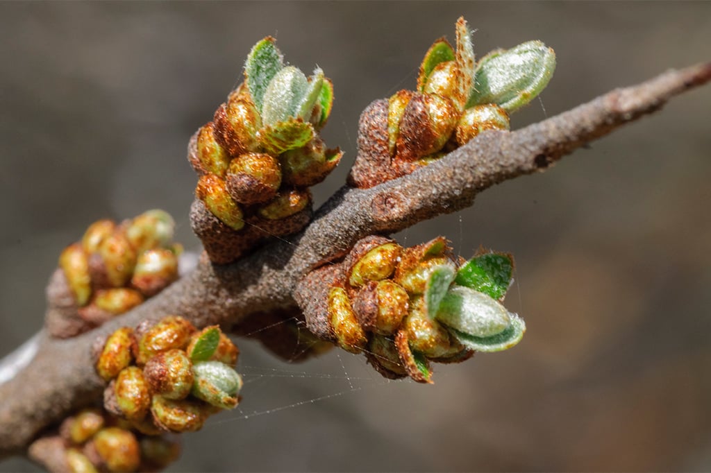 Openen van knoppen op een duindoorntak